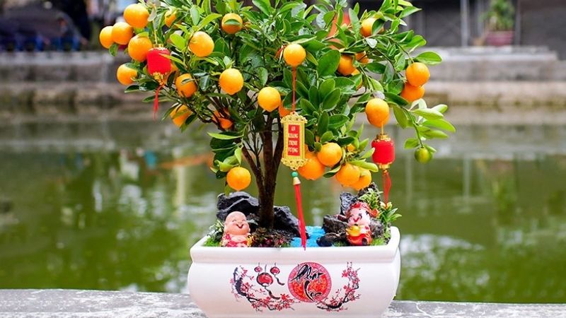 Cây cảnh, hoa Tết trang trí nhà cửa