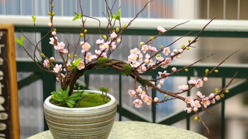 Cây cảnh mini trang trí Tết (mai, quất, lan…)