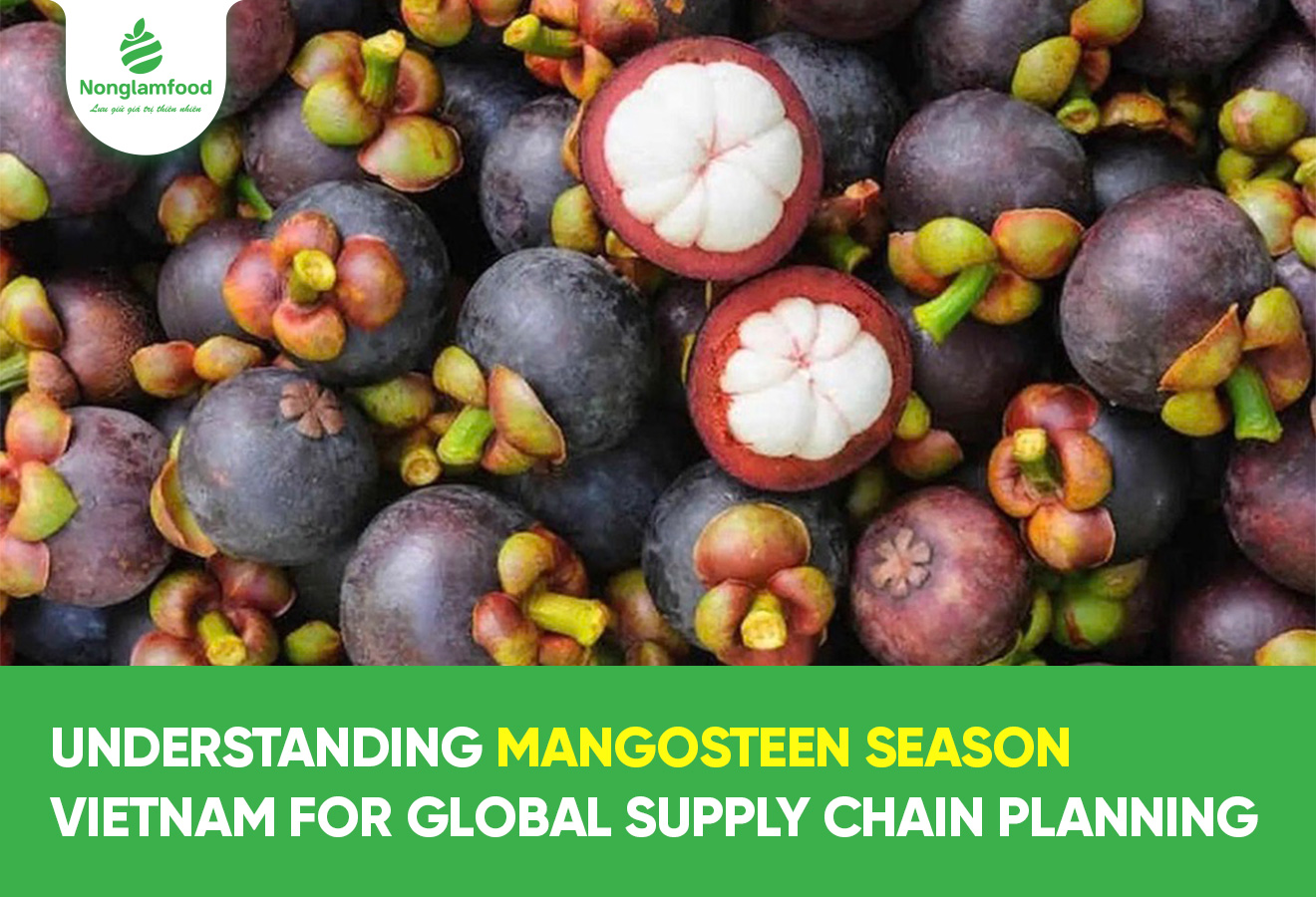 Understanding Mangosteen Season Vietnam for Global Supply Chain Planning