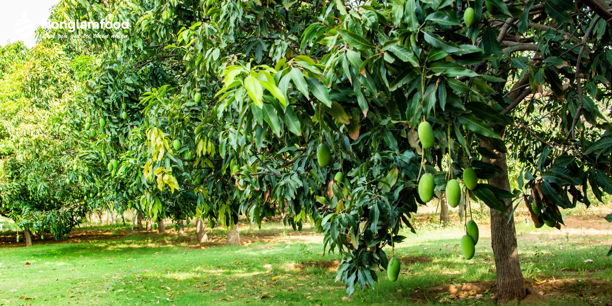 Vườn Xoài