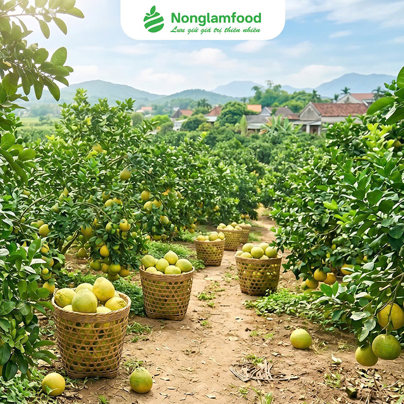 OEM Trái Cây Sấy: Nông Lâm Food Có Thể Đáp Ứng Những Gì? 